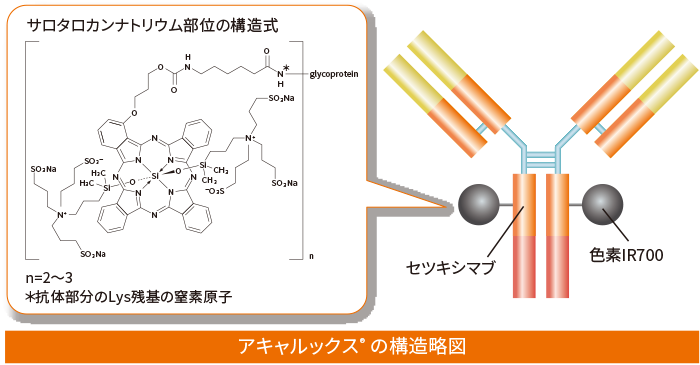 図1：アキャルックス®（セツキシマブ　サロタロカンナトリウム）の構造略図